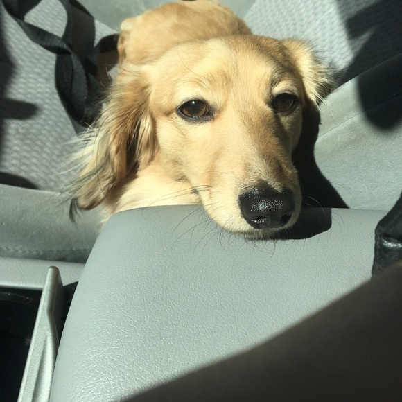 Meet your Posher, Shelley - Picture 4 of 5